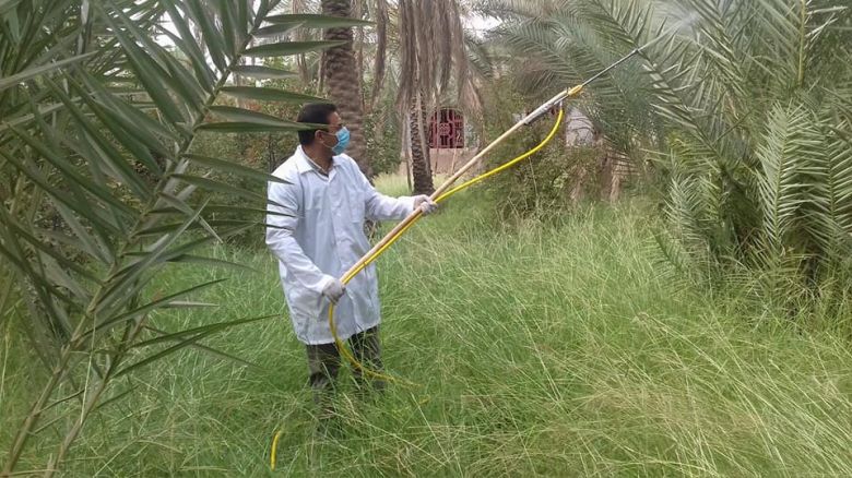 مكافحة 12180 دونما من بساتين النخيل المصابة بالدوباس باستخدام الرش الارضي والحقن