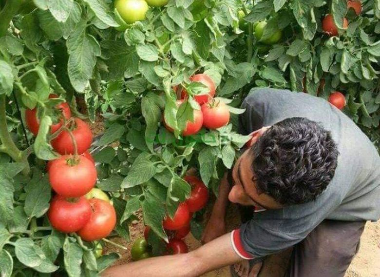 كربلاء تتوقع انتاج أكثر من ٨١ طناً من محصول الطماطم