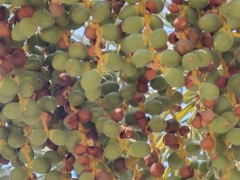 تقنيات حديثة تحمي نخيل كربلاء.. المصائد الفرمونية سلاح فاعل ضد الحميرة