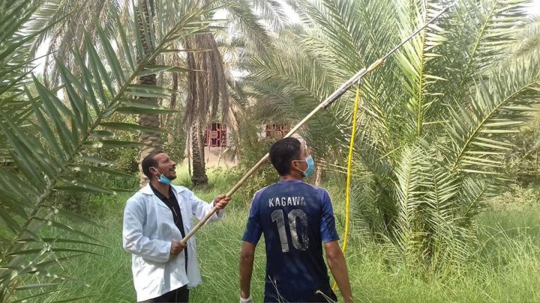 زراعة كربلاء تكافح أكثر من (10 آلاف دونم) من  بساتين النخيل