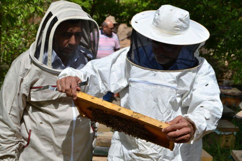 جمعية نحالي كربلاء  تدعو مربي النحل إلى استلام علاج آفة (الفاروا)