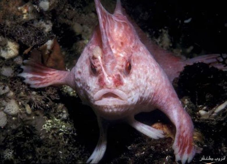 حقائق عن الطبيعة : أسماك وردية تسير على قعر البحر!!