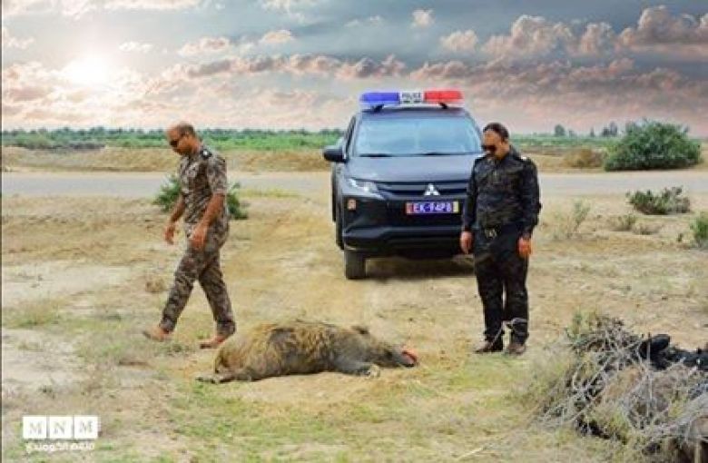 شرطة كربلاء تنفذ حملة لقتل 30 حيوان مفترس شمال المحافظة