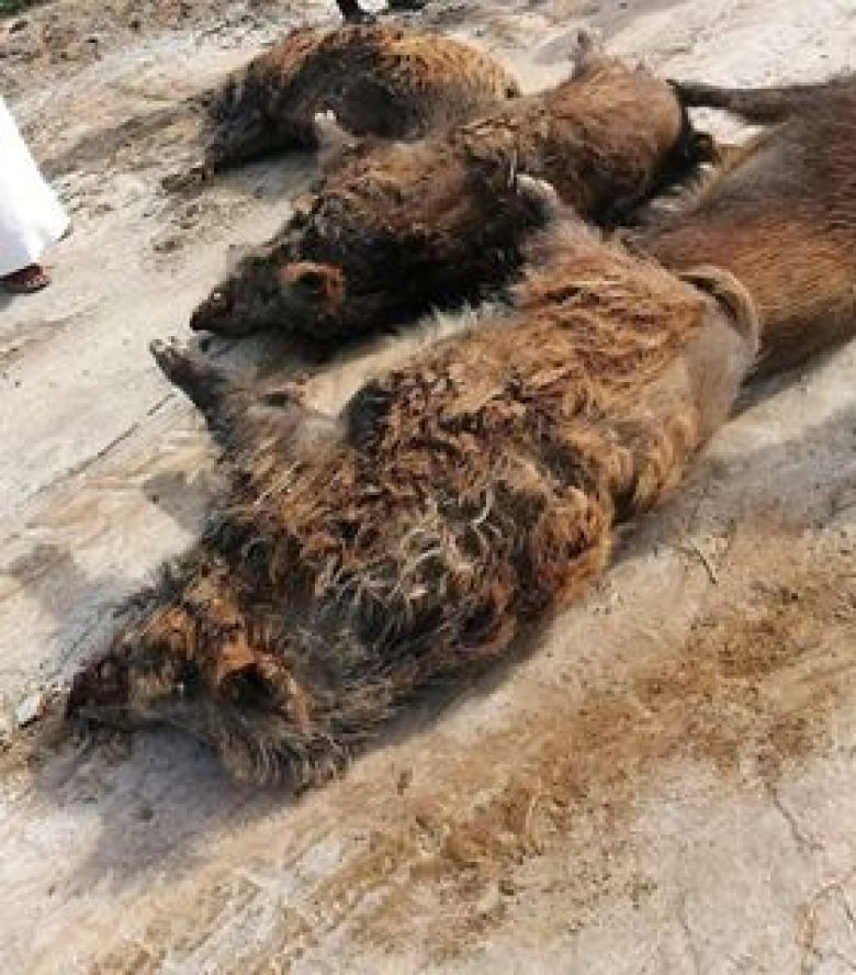 الجمعيات الفلاحية تطالب بالتحرك الفوري للقضاء على الخنازير البرية في المحافظة
