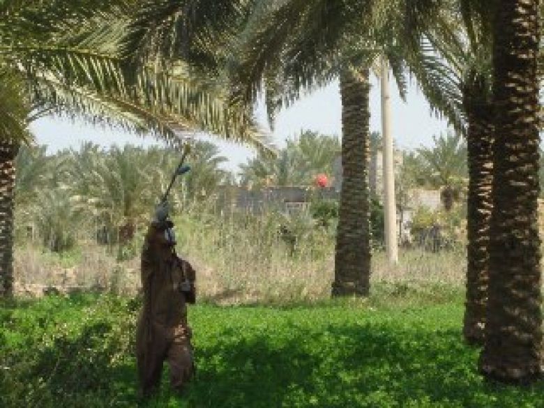 زراعة كربلاء تدعو المزارعين الى استلام  الأسمدة الكيمياوية بإسعار مدعومة