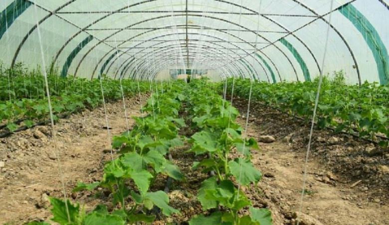 بتوجيه الخطابي :زراعة كربلاء توفر بيوت بلاستيكية متكاملة وأنابيب منظومات الري بالتنقيط والري الثابت وفق مبدأ البيع المباشر للفلاحين