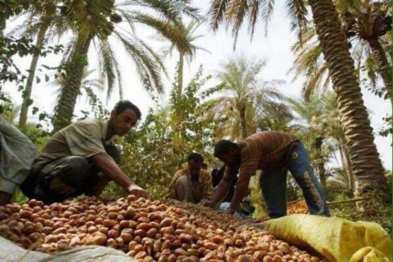 الجمعيات الفلاحية تكشف عن توقعاتها لمحصول التمور لهذا العام