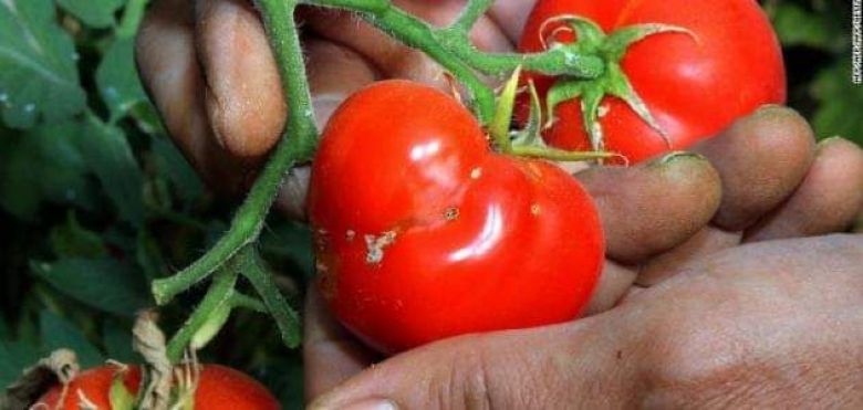 مكافحة 3202   دونم من  حشرة التوتا ابسلوتا التي تصيب حقول الطماطة في كربلاء