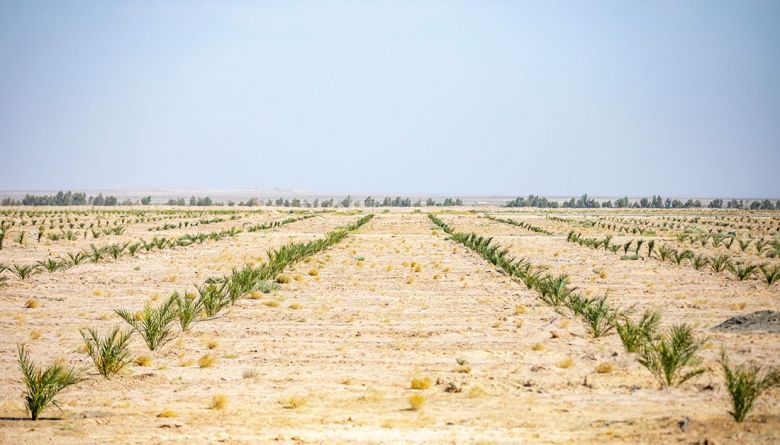 مزرعة فدك للنخيل تشهد زراعة 7000 فسيلة من اجود أنواع التمور النادرة