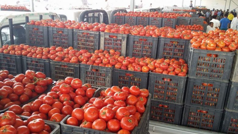 الاتحاد المحلي للجمعيات الفلاحية التعاونية في كربلاء يطالب بمنع استيراد محصول الطماطة