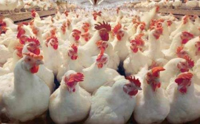 زراعة كربلاء تعلن رفد السوق المحلية بأكثر من ( 12 ) مليون كغم من لحوم الدجاج الحي