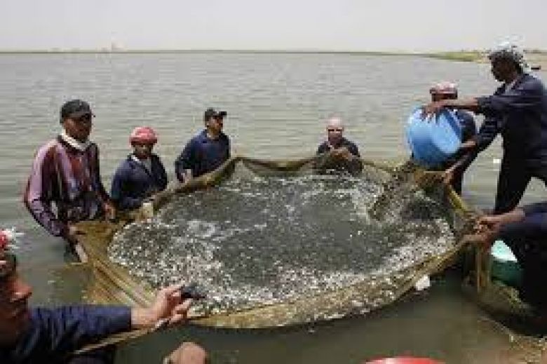 زراعة كربلاء تتبع اجراءات مشددة لمنع صيد الاسماك في موسم التكاثر