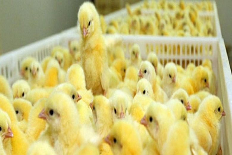 زراعة كربلاء: مفاقس كربلاء ترقد أكثر من ثلاثة ملايين بيضة خلال شهر شباط الجاري