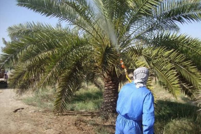 بالأرقام.. المساحات التي تعالجها زراعة كربلاء في مكافحة حشرة  الدوباس