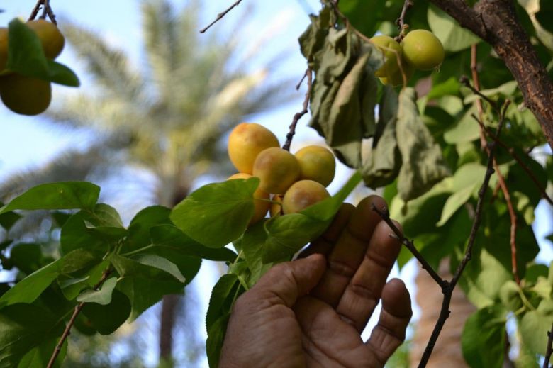 انتشار واسع لذبابة الفاكهة في مزارع كربلاء والجمعيات الفلاحية تطالب بمكافحتها