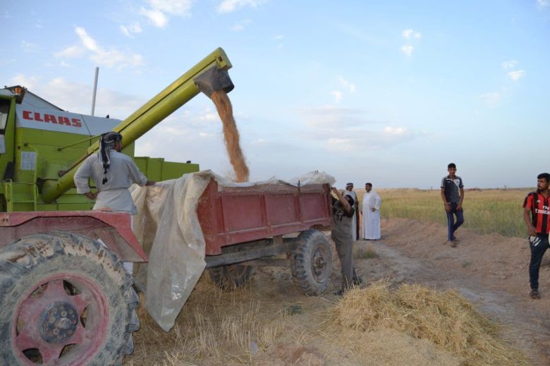 الجمعيات الفلاحية في كربلاء تعلن عن انتهاء موسم الحصاد  لمحصول الحنطة بواقع (86) ألف طن