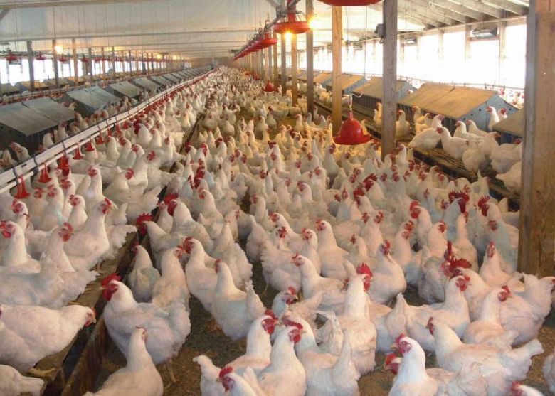 زراعة كربلاء تسوق أكثر من مليون دجاج حي الى الاسواق المحلية