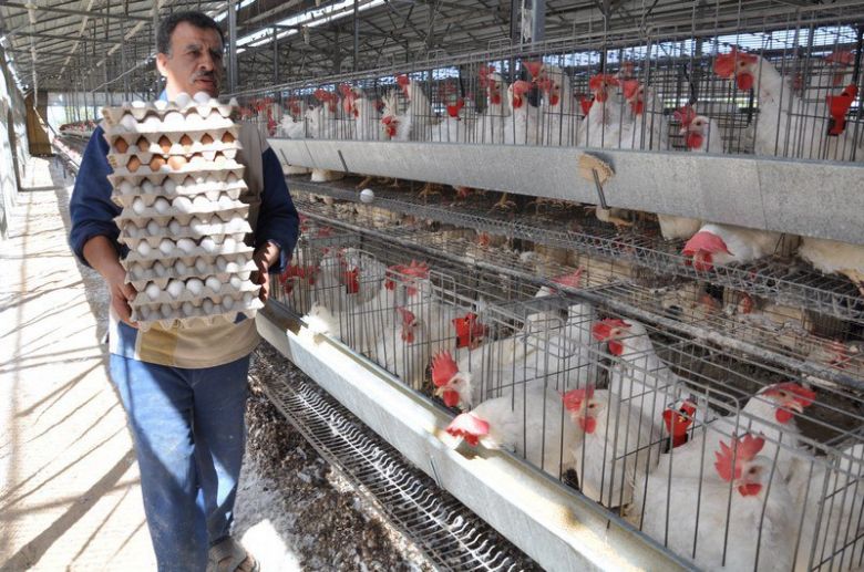 زراعة كربلاء تسوق اكثر من 16 مليون بيضة الى الاسواق المحلية خلال شهر