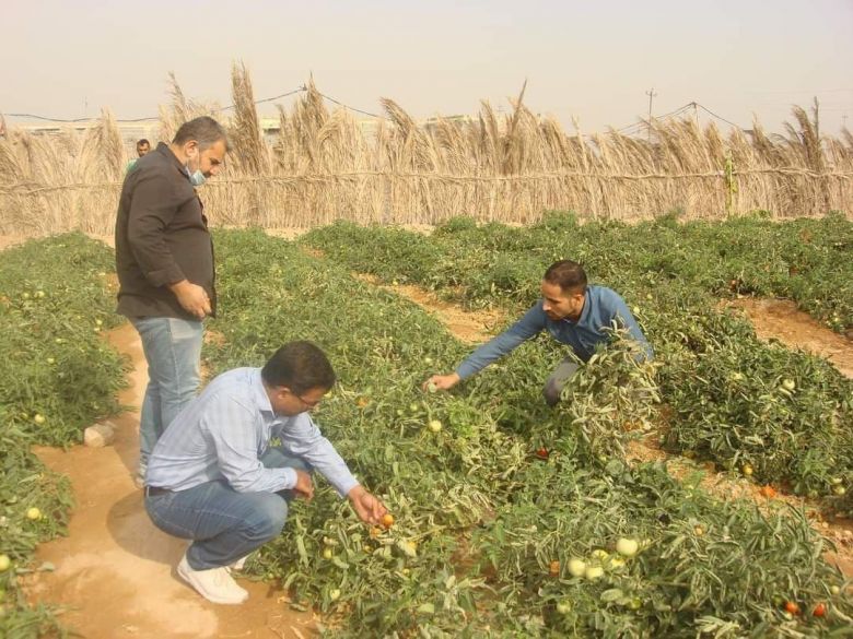 زراعة كربلاء تعلن الانتهاء من حملة مجانية لمكافحة حشرات ضارة للمحاصيل الزراعية و تدعو المزارعين لاستلام مستلزمات المكافحة