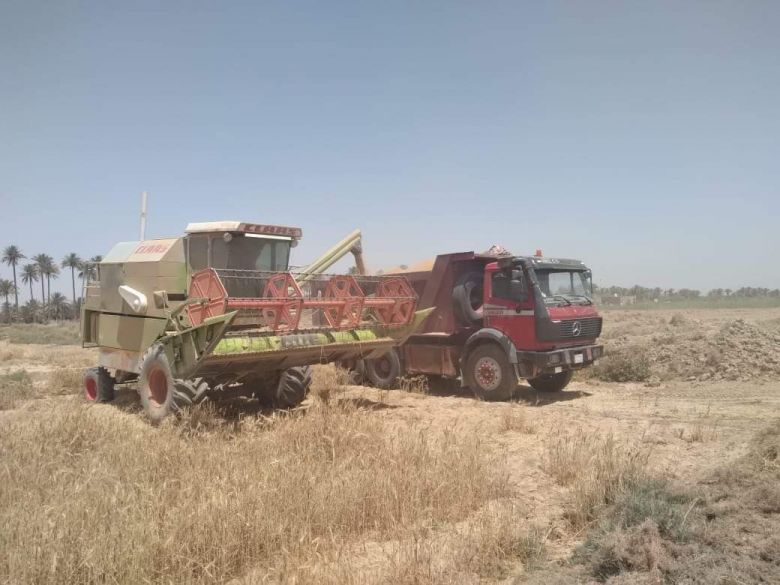 استمرار حملة حصاد  محصولي الحنطة والشعير في الجدول الغربي
