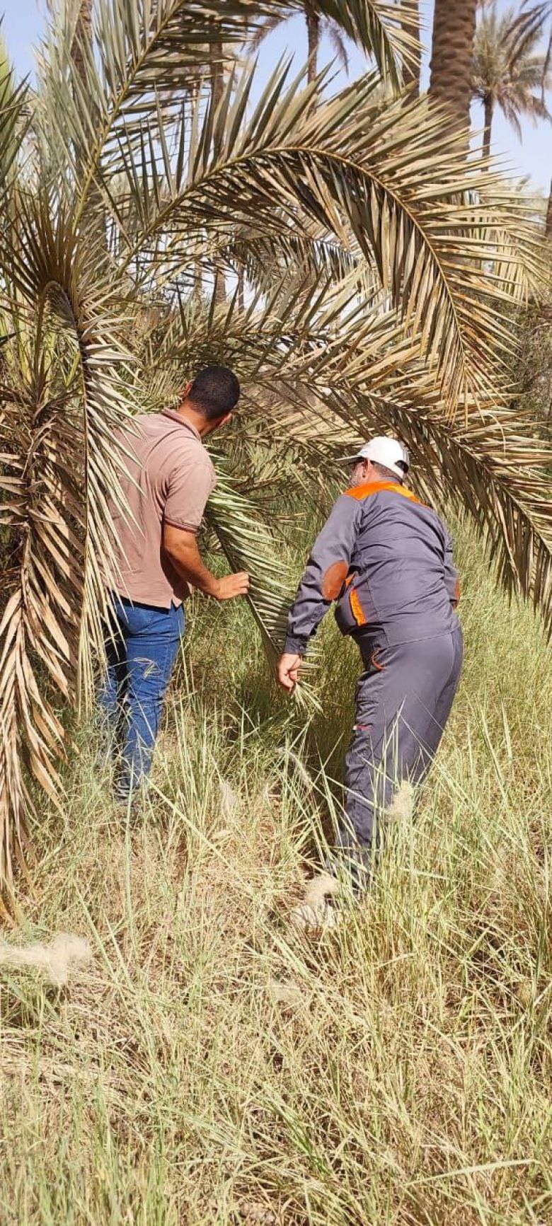 زراعة كربلاء تعلن البدء بحملة مجانية لمكافحة عنكبوت الغبار