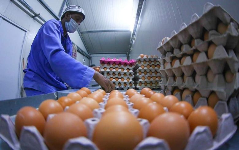 زراعة كربلاء المقدسة ترفد الاسواق المحلية 1533 طن من اللحوم الدجاج الحي و 15 مليون بيضة