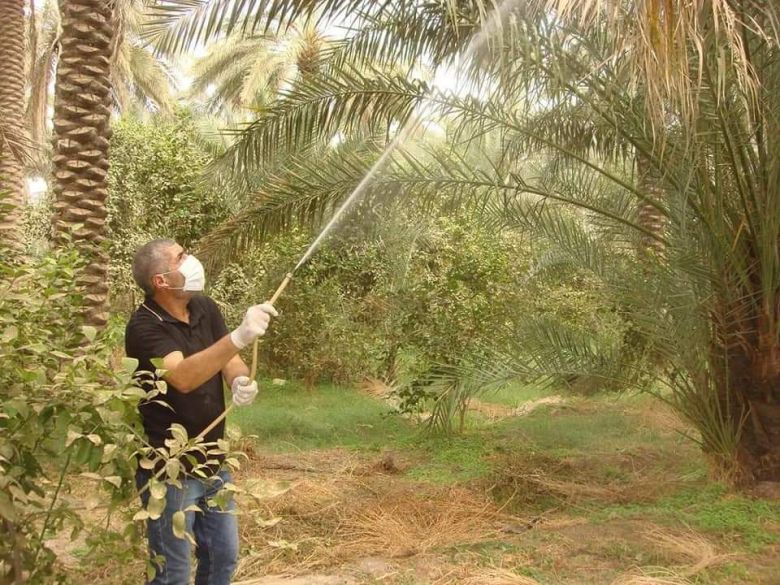 زراعة كربلاء تباشر بحملة مجانية لمكافحة امراض النخيل