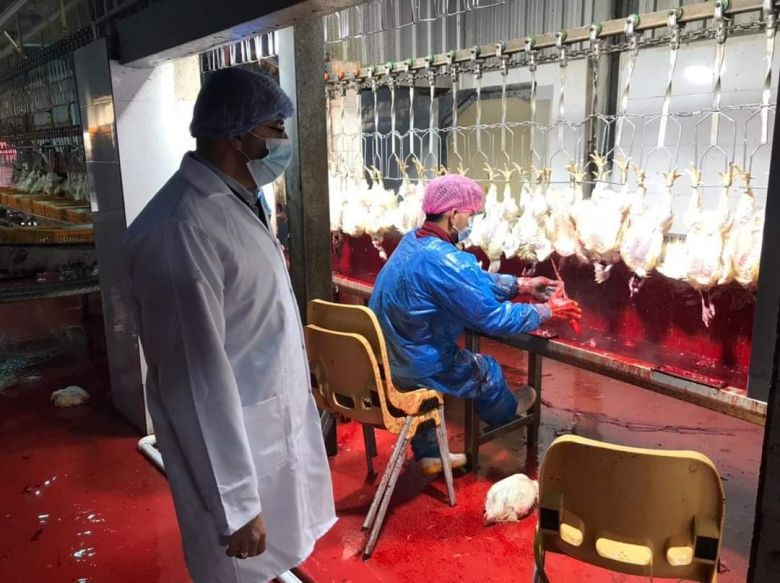 خلال شهر واحد.. مجزرة كربلاء تنتج (56450 كغم) من الدجاج المجزور و تسويقه الى الاسواق المحلية