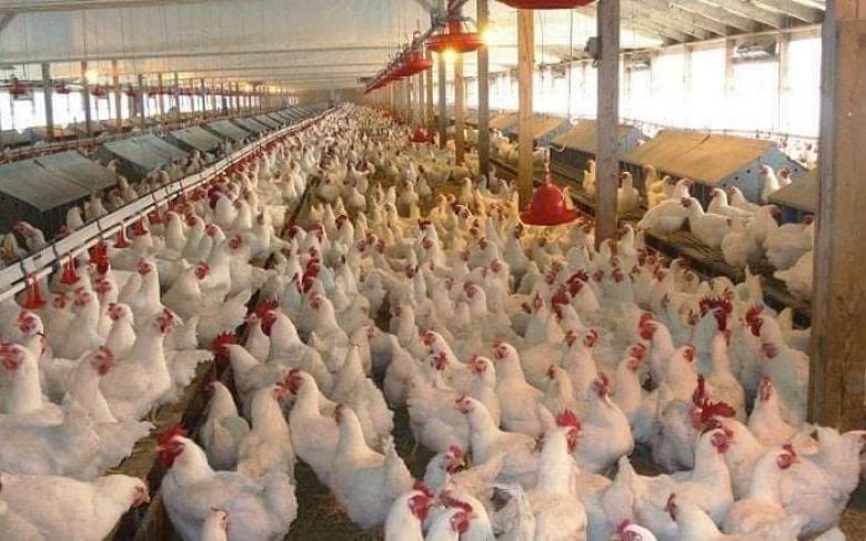 زراعة كربلاء تسوق اكثر من مليون دجاجة الى الاسواق المحلية