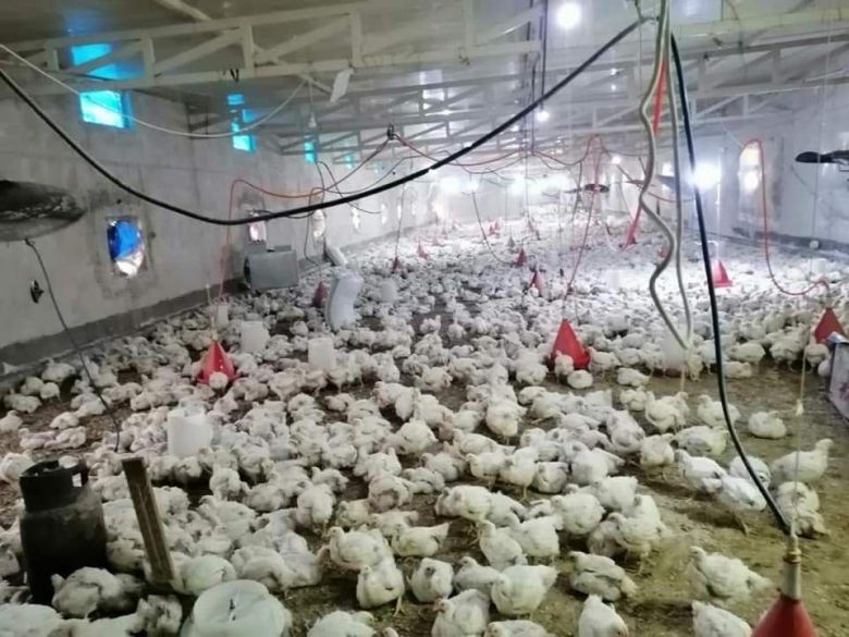 مدير زراعة كربلاء: مشاريع فروج اللحم تنتج أكثر من مليون دجاجة خلال شهر واحد