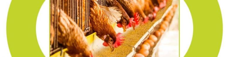 تجهيز مربي الدواجن والمشترات بأكثر من  2467  طن من أعلاف الذرة الصفراء في كربلاء