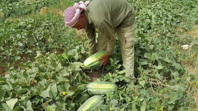 زراعة كربلاء تعلن عن اعداد خطة صيفية مقترحة لزراعة (61763 دونم ) بمختلف المحاصيل الزراعية