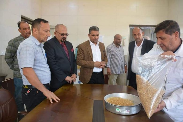 مدير زراعة كربلاء يؤكد نجاح تسويق محصول الحنطة ويتوقع إنتاج أكثر من 120 الف طن