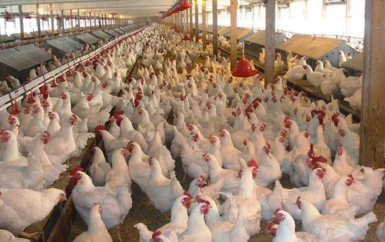 زراعة كربلاء :مشاريع فروج اللحم ترفد السوق المحلية باكثر من( 6 ) مليون و(382) دجاجة