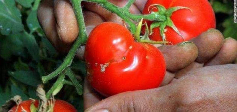 زراعة كربلاء تكافح حشرة حفار اوراق الطماطة