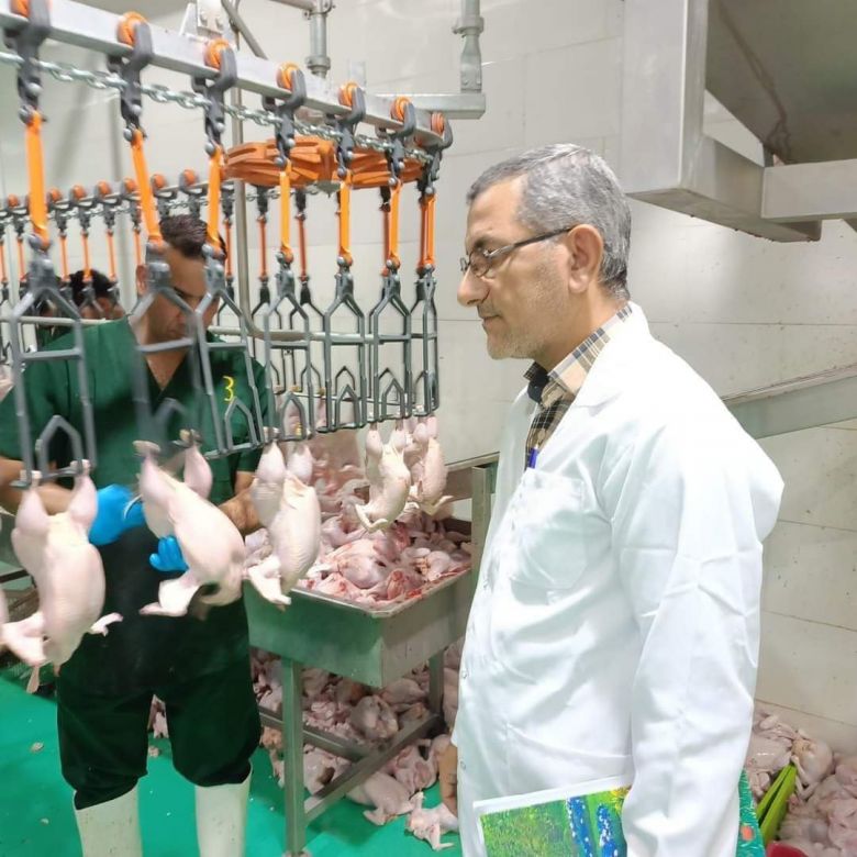 مشاريع فروج اللحم في كربلاء تسوق ما يقارب عشرة الالاف دجاجة للأسواق المحلية