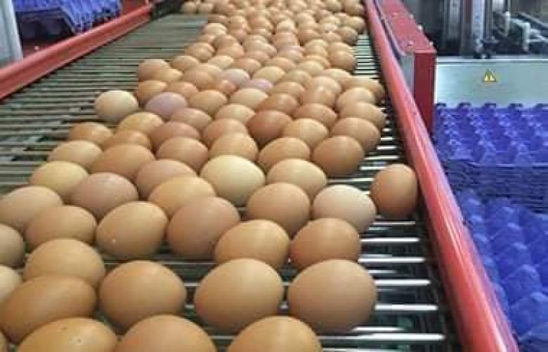 مشاريع بيض المائدة تنتج اكثر من (94) مليون بيضة مائدة خلال شهر واحد