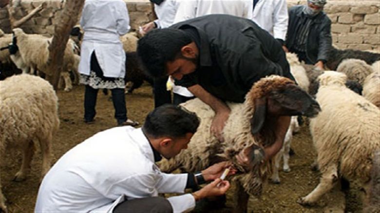 خدمات موسعة يقدمها المستشفى البيطري في كربلاء للحفاظ على الثروة الحيوانية
