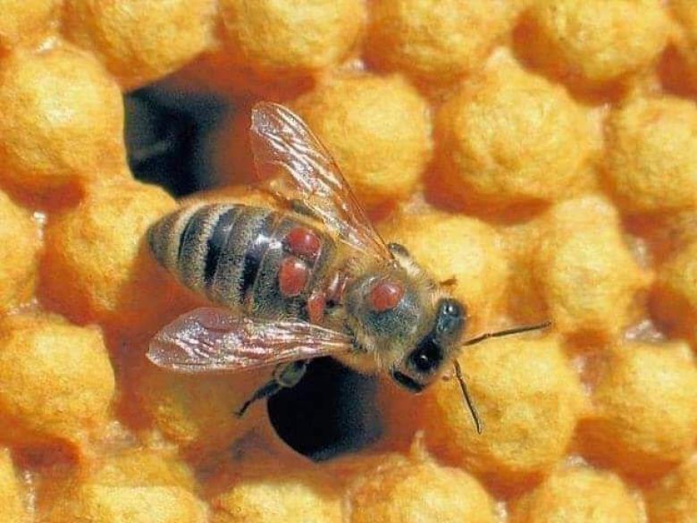 زراعة كربلاء تطلق حملة مجانية لمكافحة آفة الفاروا التي تصيب النحل