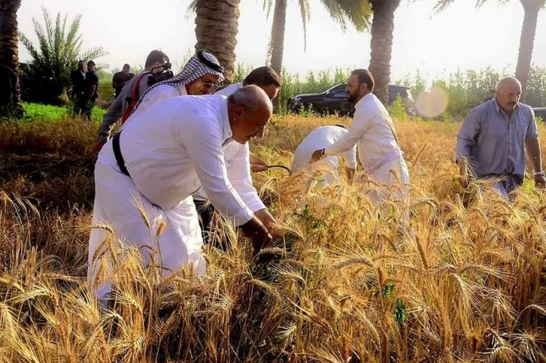 مع ساعات الفجر الاولى.. محافظ كربلاء يشارك في عملية الحصاد اليدوي لمحصول الحنطة