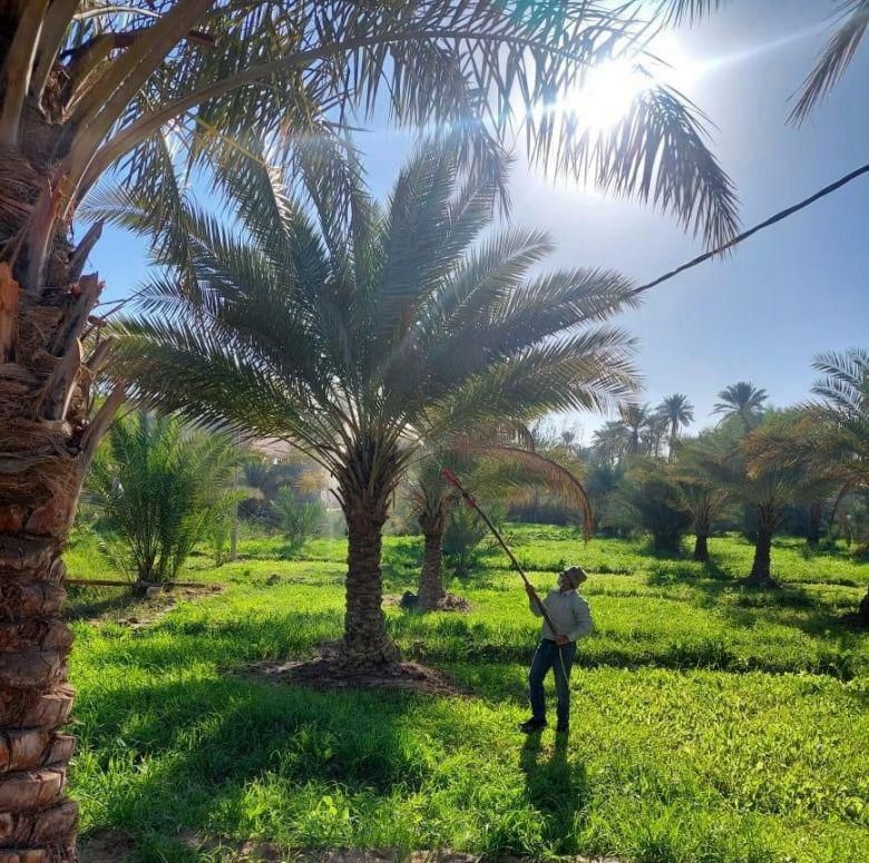 زراعة كربلاء ودورها في السيطرة على الآفات الضارة لضمان إنتاجية زراعية عالية