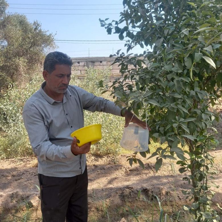 تنصيب ٢٥٠٠ مصيدة فرمونية لمكافحة ذبابة الخوخ والفاكهة في بساتين كربلاء المقدسة