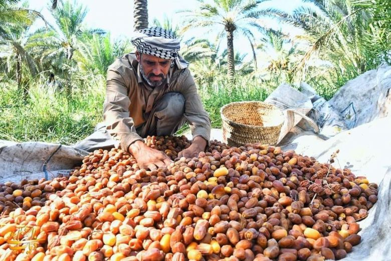 انتاج التمور في كربلاء المقدسة.. ارتفاع مبشر وتحدٍ مستمر