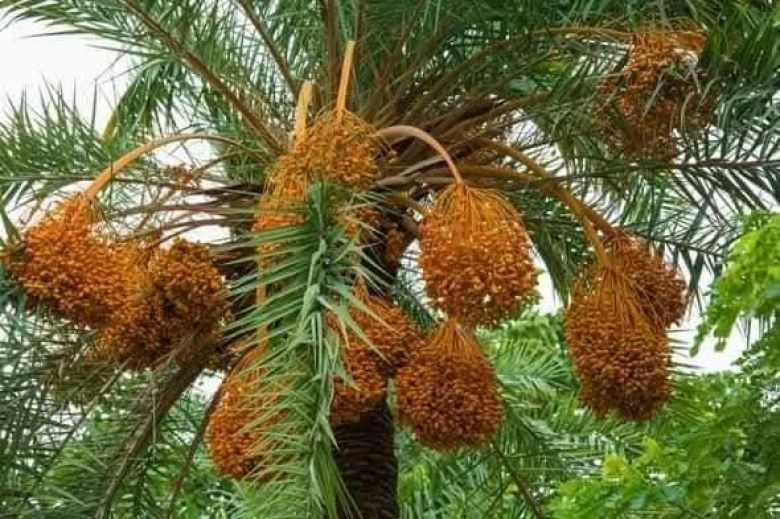 كربلاء تحتضن أكثر من 120 ألف دونم بساتين و3 ملايين نخلة مثمرة