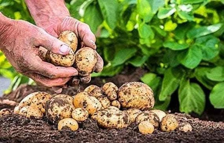 زراعة كربلاء تعد خطة لزراعة أكثر من 9 آلاف دونم بالمحاصيل الخضرية للموسم الشتوي 2025 – 2026