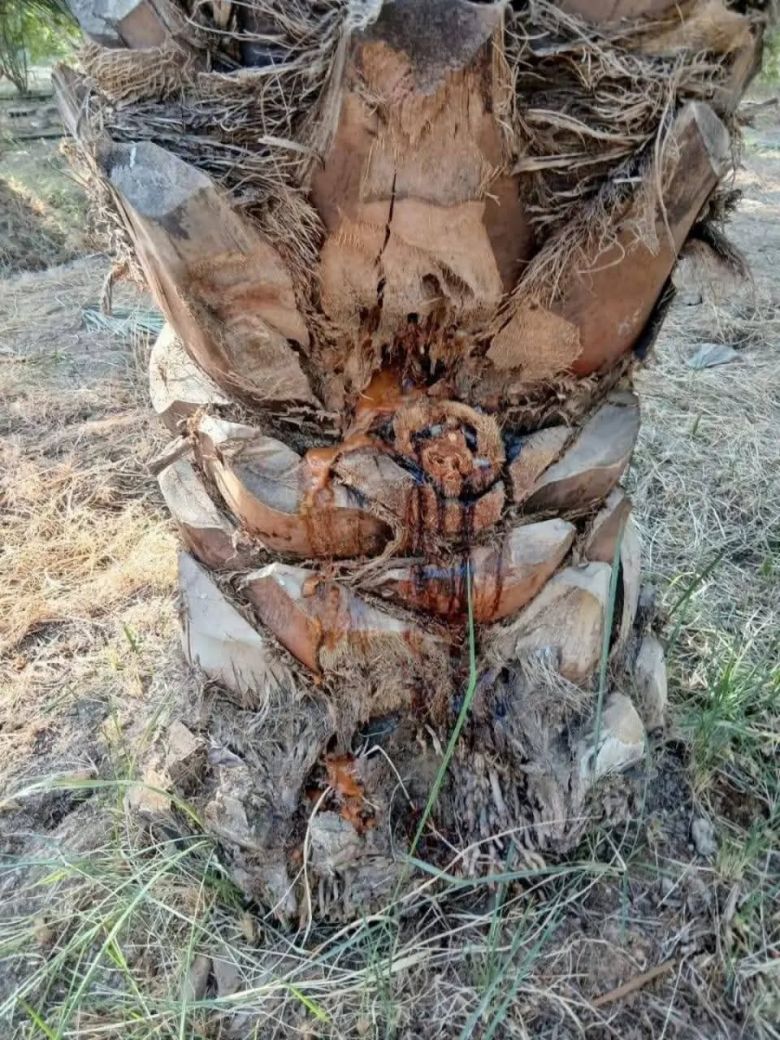 زراعة كربلاء اصدرت تنويهاً لأصحاب النخيل بشأن خطر سوسة النخيل الحمراء