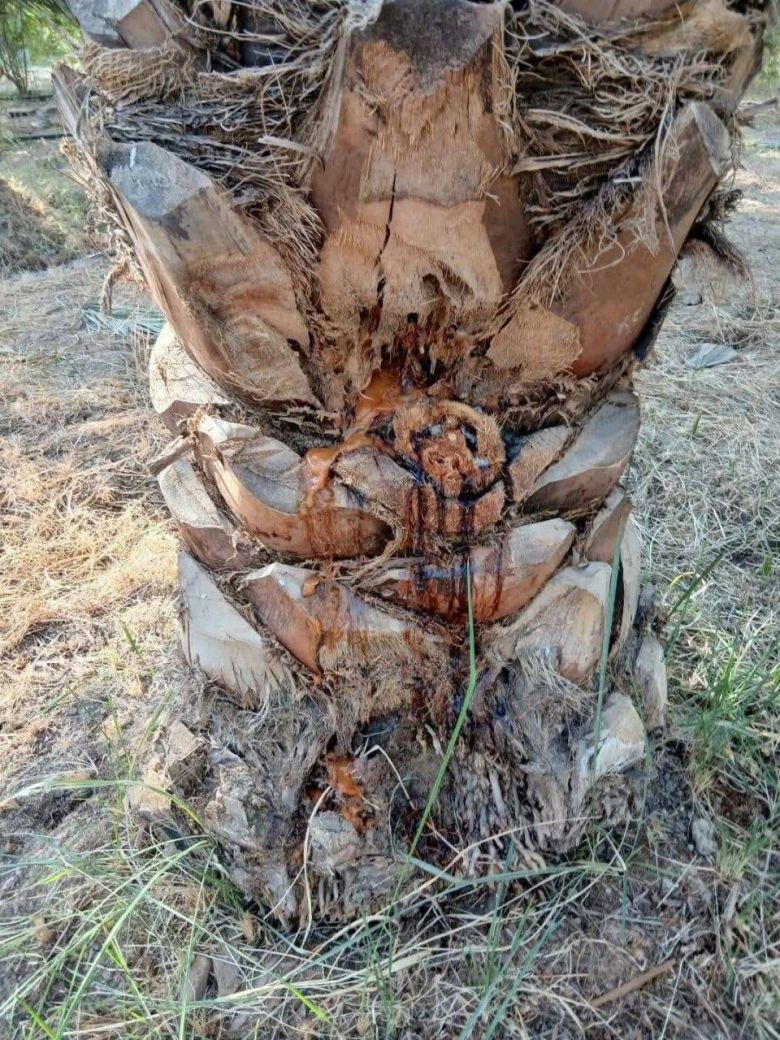 إجراءات وقائية للحد من انتشار سوسة النخيل الحمراء في كربلاء