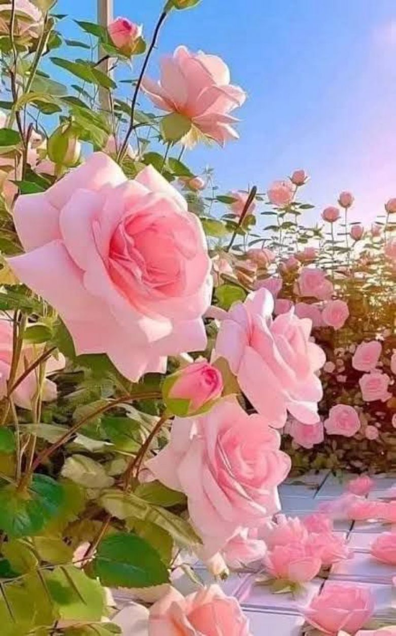 ثقافة الورود في المجتمع العراقي.. قراءة ثقافية يقدّمها موقع كربلاء الإخباري