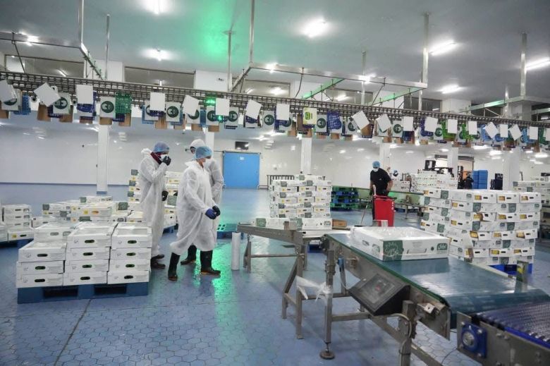 زراعة كربلاء تسجل اكثر من ١١ مليون دجاجة مجزورة خلال شهر اذار الماضي