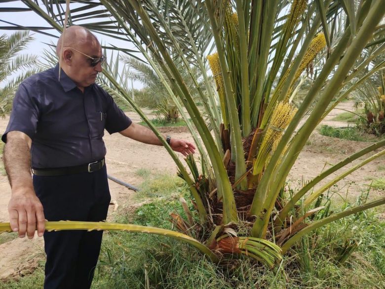 كربلاء تتجه لصدارة إنتاج التمور… أكثر من 3 ملايين نخلة ومشاريع استثمارية بأصناف نادرة